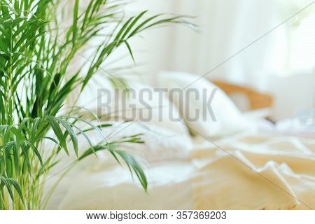 Close Up Of Green Fresh Tropical Houseplant Palm Leaves With Blurred Cozy Bedroom Background. Urban 