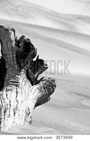 Arbre du désert