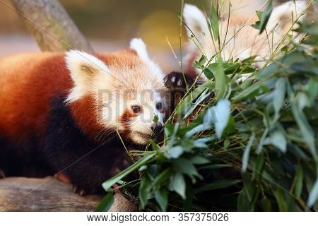 The Red Panda (ailurus Fulgens) , Fire Fox Or Lesser Panda, The Red Bear-cat, And The Red Cat-bear, 