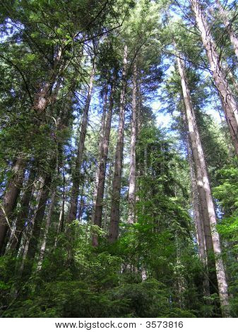 El bosque