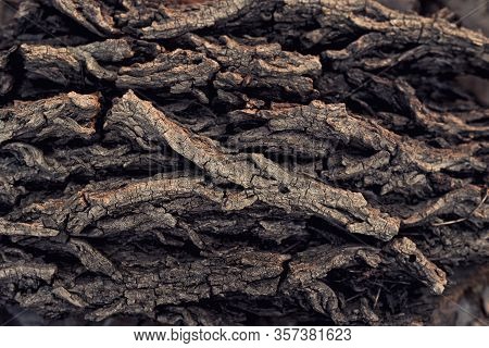 Texture - A Bark Of An Old Oak