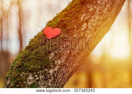 Heart On Tree. Environment Protection Symbol, Copy Space. Deforestation Or Arboriculture Tree Love C