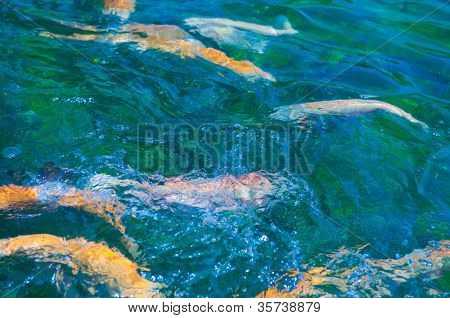 เทราต์หลายสีว่ายน้ำในแม่น้ำดื่ม