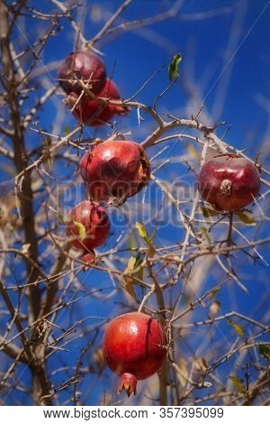 Fruit Natural Background. Pomegranate Tree. Ripe Red Pomegranate Fruit On A Branch Cracked With Seed