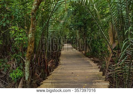 Wooden Boardwalk In Natural Untouched Mangrove Forest In Pulau Ubin, Singapore Whole Island Like A P