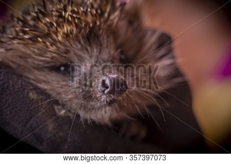 Hedgehog In The Arms. Dark Lighting. Hand In A Glove Of Dark Color. Hard Shadows. Shallow Depth Of F