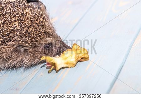 Hedgehog On A Wooden Background In Retro Style. Dark Lighting. Hand In A Glove Of Dark Color. Hard S