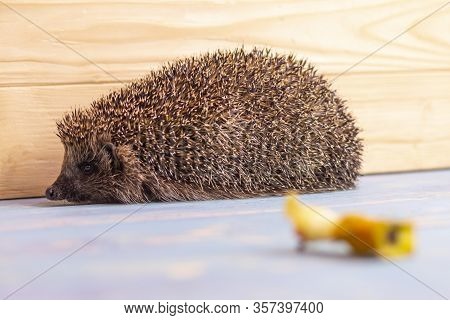 Hedgehog On A Wooden Background In Retro Style. Dark Lighting. Hand In A Glove Of Dark Color. Hard S