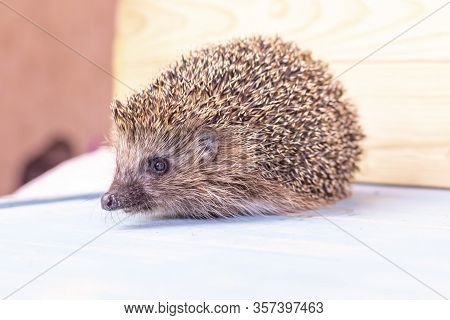Hedgehog On A Wooden Background In Retro Style. Dark Lighting. Hand In A Glove Of Dark Color. Hard S