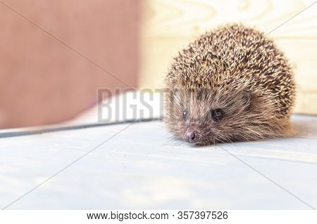 Hedgehog On A Wooden Background In Retro Style. Dark Lighting. Hand In A Glove Of Dark Color. Hard S