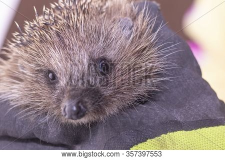 Hedgehog In The Arms. Dark Lighting. Hand In A Glove Of Dark Color. Hard Shadows. Shallow Depth Of F