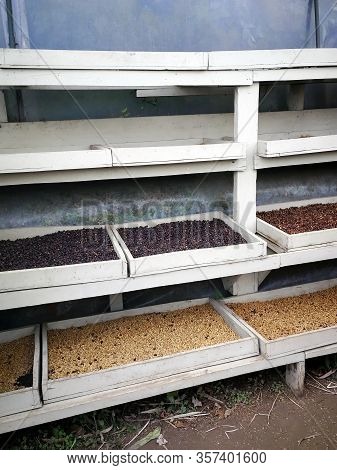 Coffee beans on a plantage in Costa Rica, El Trapichge Tour, Monte verde