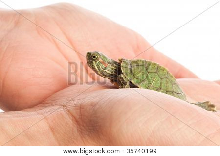 Tartaruga in una mano. isolato