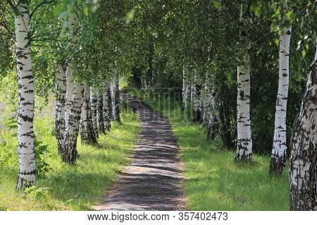 Birch Alley In Summer Park. Walkpath With Shadow From Trees.