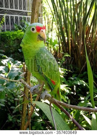 Green amazon parrot is sitting on a tree in close up, Puertp Viejo, Costa Rica