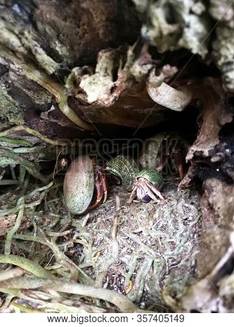Tiny Crabs In A Hole Of A Tree