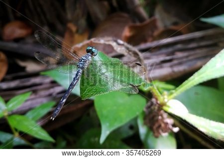 Micrathyria dragonfly in close up on a plant