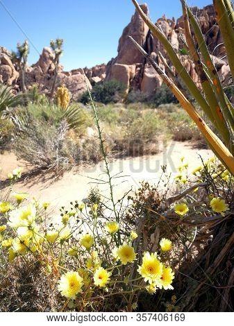 Joshua Tree National Park California at spring