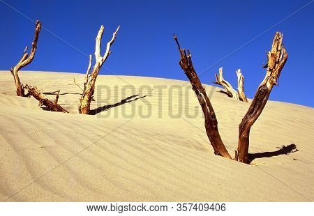 Dead Wood In Death Valley National Park In California, U.s.a.