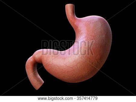 Human Stomach, Anatomy Detail, Illustration Of A Human Stomach, Rendering