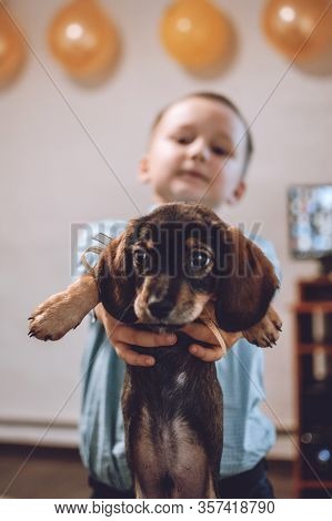 Giving Puppy As Gift. Kid, Little Boy Getting Surprised With Dachshund Puppy. Pet Lovers, Animal Lov