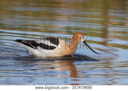 The American Avocet Is A Large Wader In The Avocet And Stilt Family, The Avocet Spends Much Of Its T