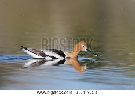 The American Avocet Is A Large Wader In The Avocet And Stilt Family, The Avocet Spends Much Of Its T