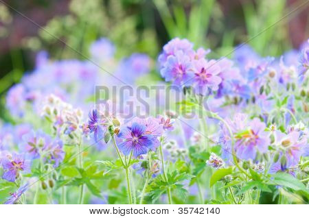 geranium kwitnienia lato / makro