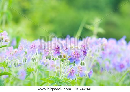 geranium kwitnienia lato / makro