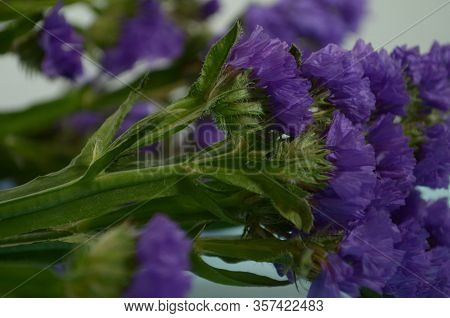Wavyleaf Sea Lavender, Statice, Limonium. Blue Flower Closeup. Beautiful Wildflowers.