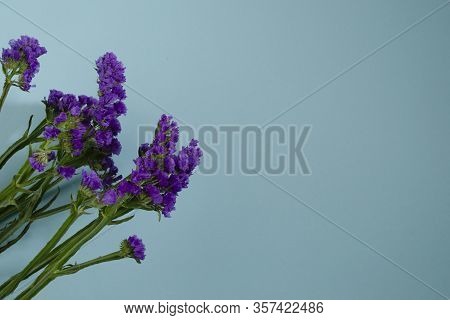 Wavyleaf Sea Lavender, Statice, Limonium. Blue Flower Closeup. Beautiful Wildflowers.