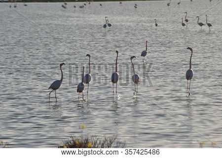 View Of The Flamingos In Santa Gilla Pond