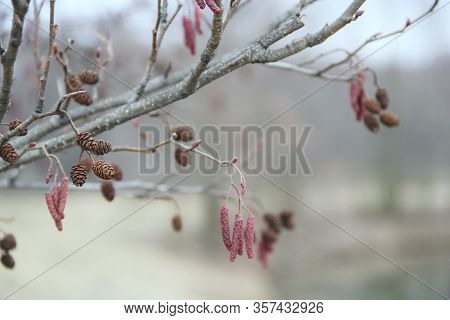 Branch Of Alder With Last Years Catkins And Cones In Spring. Reddish Branch Of Alder Close Up