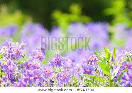 geranium kwitnienia lato / makro