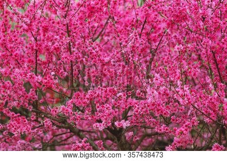 Beautiful Fluffy Petals Background. Loropetalum Flowers. Bright Red Floral Background. Blooming Tree