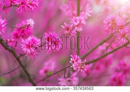 Loropetalum Pink Flowers Close-up. Beautiful Fluffy Petals Background. Bright Red Floral Background.