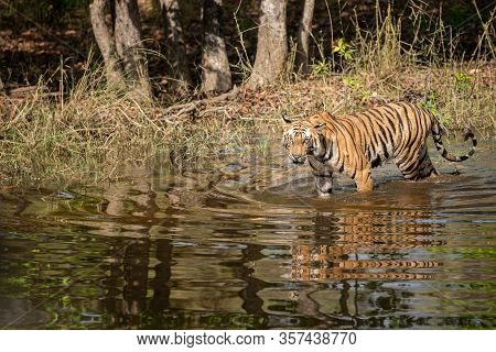 Wild Male Tiger Walking In Water With Reflection At Bandhavgarh Natinal Park Or Tiger Reserve, Madhy
