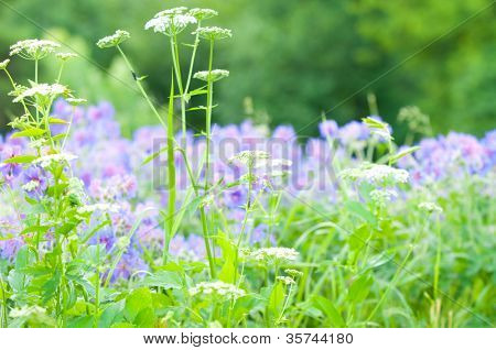 geranium kwitnienia lato / makro