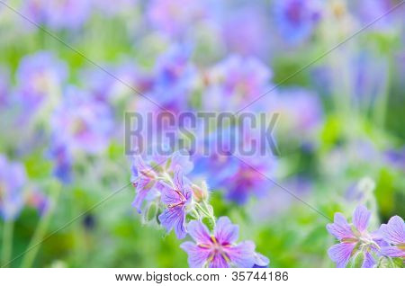 geranium kwitnienia lato / makro
