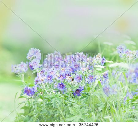 geranium kwitnienia lato przez nazwę gravetye
