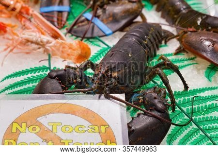 Big Black European Lobster On The Market. With A Warning Inscription In Spanish, Which Translates In