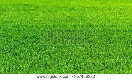 Regenerative Agriculture, Holistic Management, Farming Problem Concept. Green Wheat Field Background