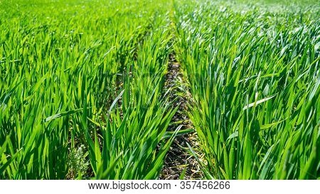 Regenerative Agriculture, Holistic Management, Farming Problem Concept. Green Wheat Field Background