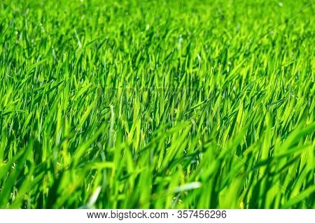 Regenerative Agriculture, Holistic Management, Farming Problem Concept. Green Wheat Field Background