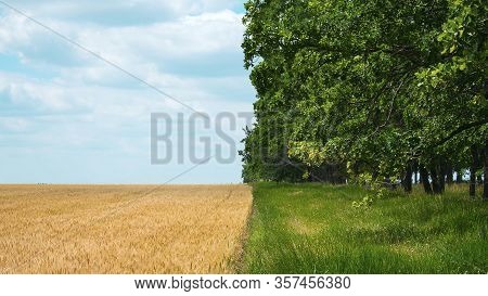 Regenerative Agriculture, Holistic Management, Farming Problem Concept. Yellow Field With A Blue Sky