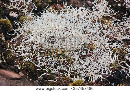 Thamnolia vermicularis is a genus of lichenized fungi: members of the genus are commonly called whiteworm lichens
