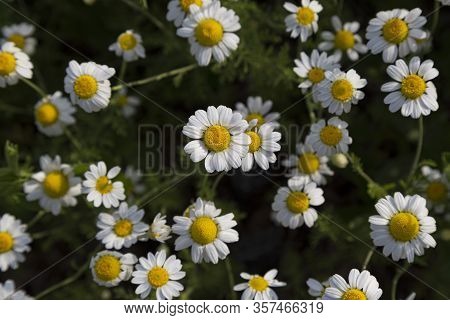 Daisies On A Field In The Sunlight. Chamomiles. Bellis Perennis Close-up On Blurred Green Background