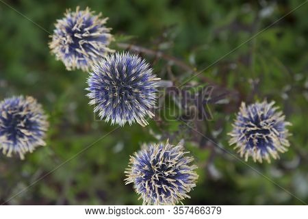 Blooming Blue Echinops Sphaerocephalus,  Globe-thistle, Close-up, Selective Focus, On Blurred Natura