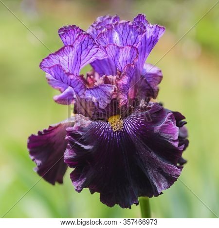 Iris germanica. Closeup of flower bearded iris \