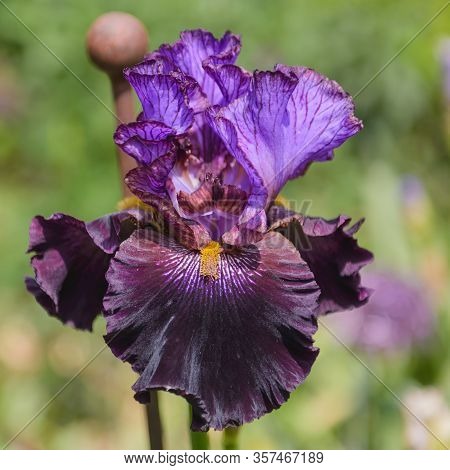 Iris Germanica. Closeup Of Flower Bearded Iris 